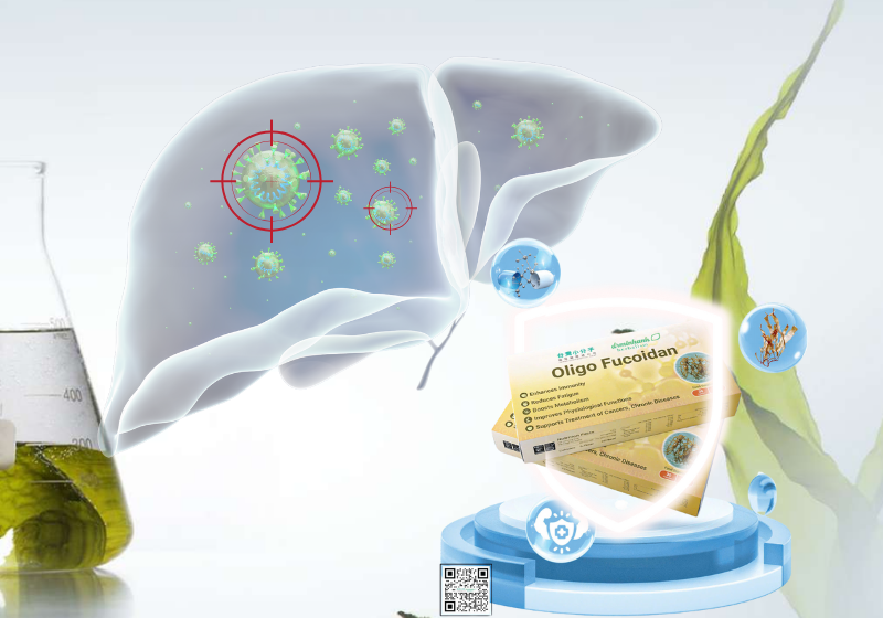 Oligo Fucoidan đang là hoạt chất chiết xuất đông dược từ tảo biển có tiềm năng to lớn trong lĩnh vực hỗ trợ, điều trị bệnh lý ung thư, đặc biệt là ung thư gan. 