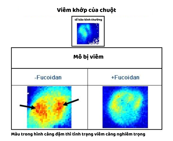 Khả năng chống viêm của Taiwan Oligo Fucoidan trọng lượng phân tử thấp trên chuột